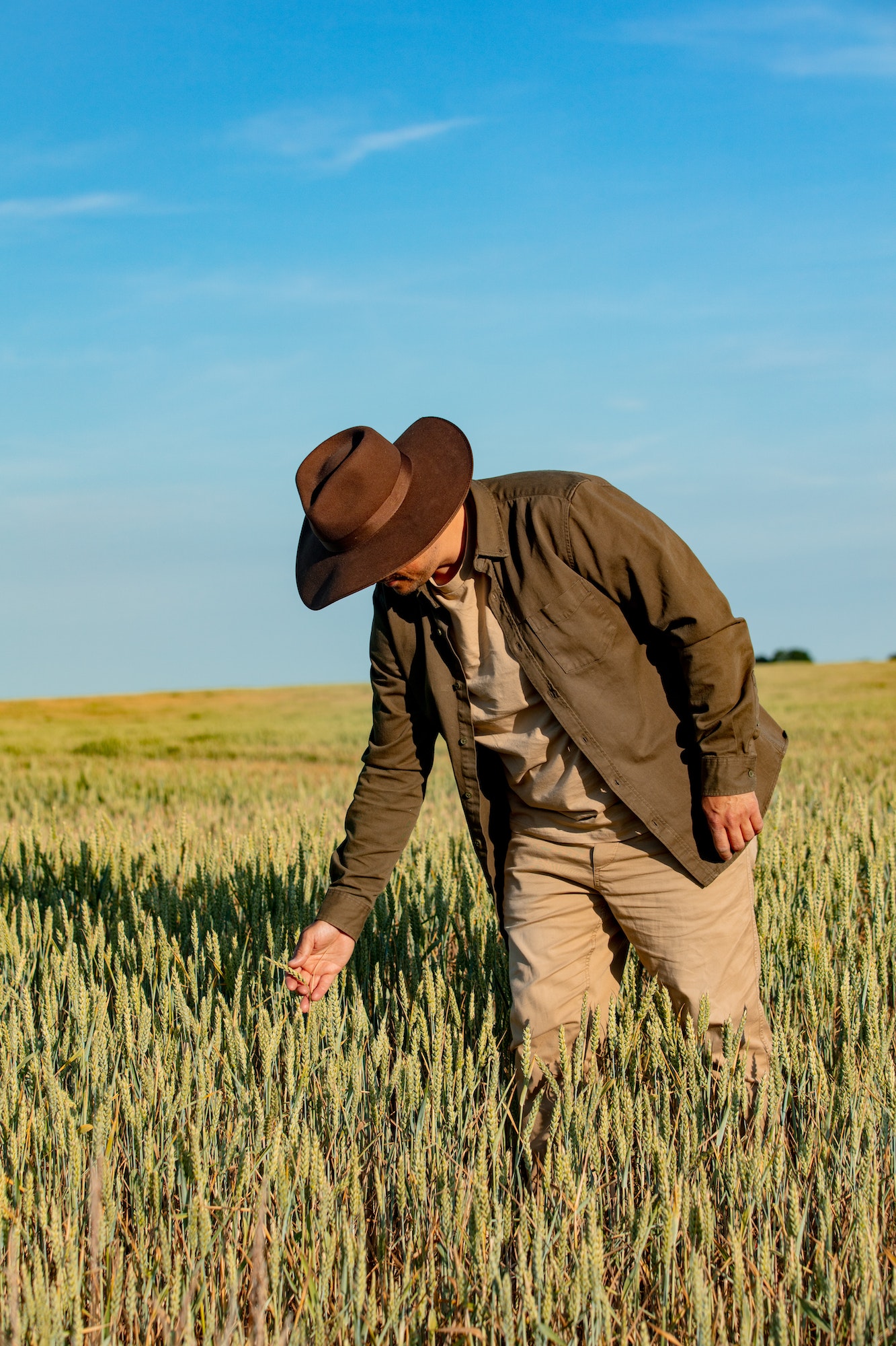 farmer checks the quality of wheat in the field